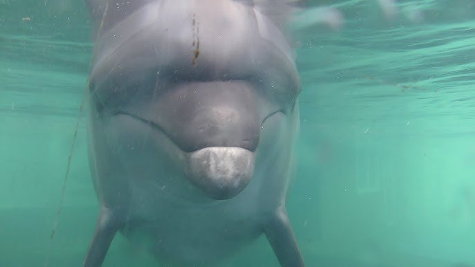 🐠 신 야시마 수족관 (신야시마스이조쿠칸) 이미지 4